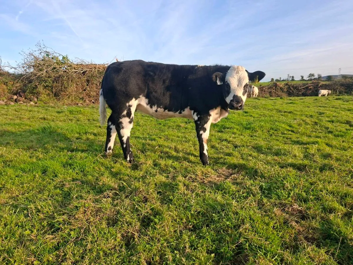 BB weanling  heifer. - Image 3