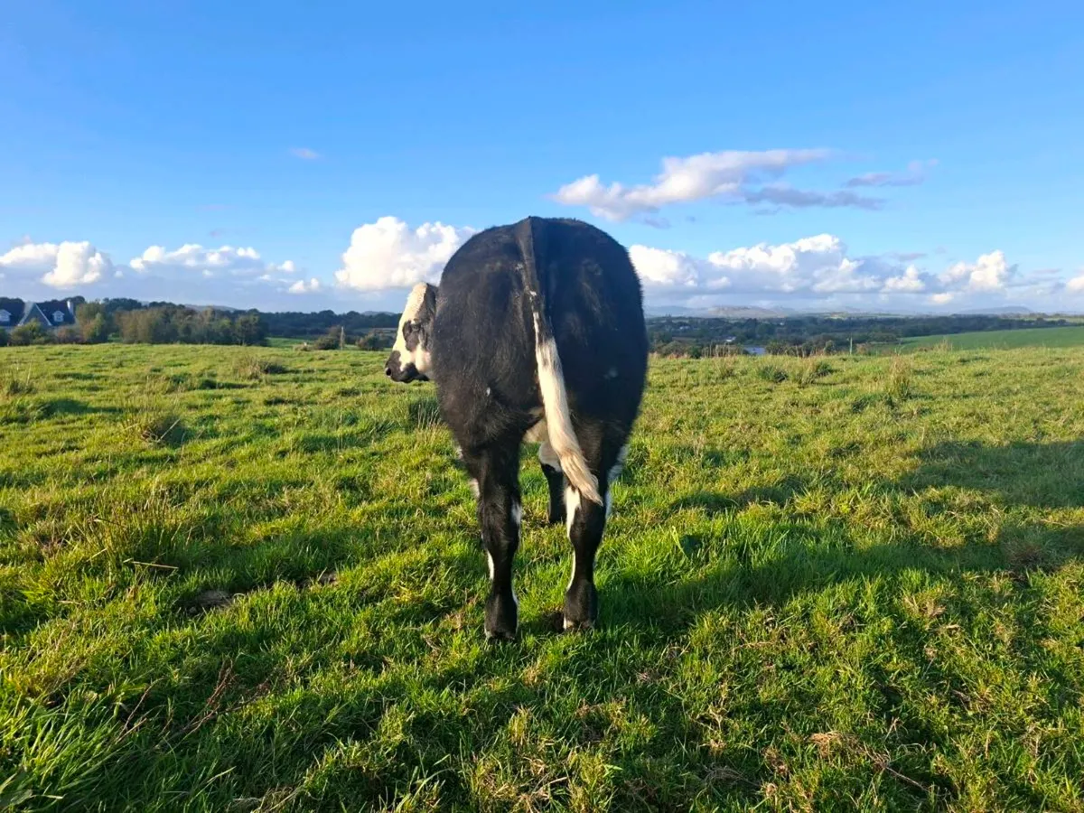 BB weanling  heifer. - Image 4