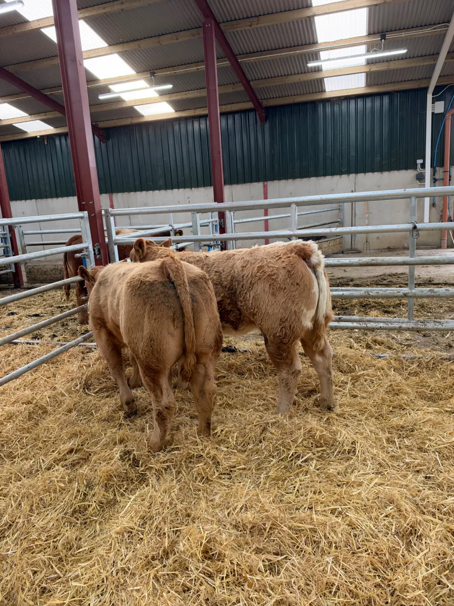 Charolais show heifers - Image 4