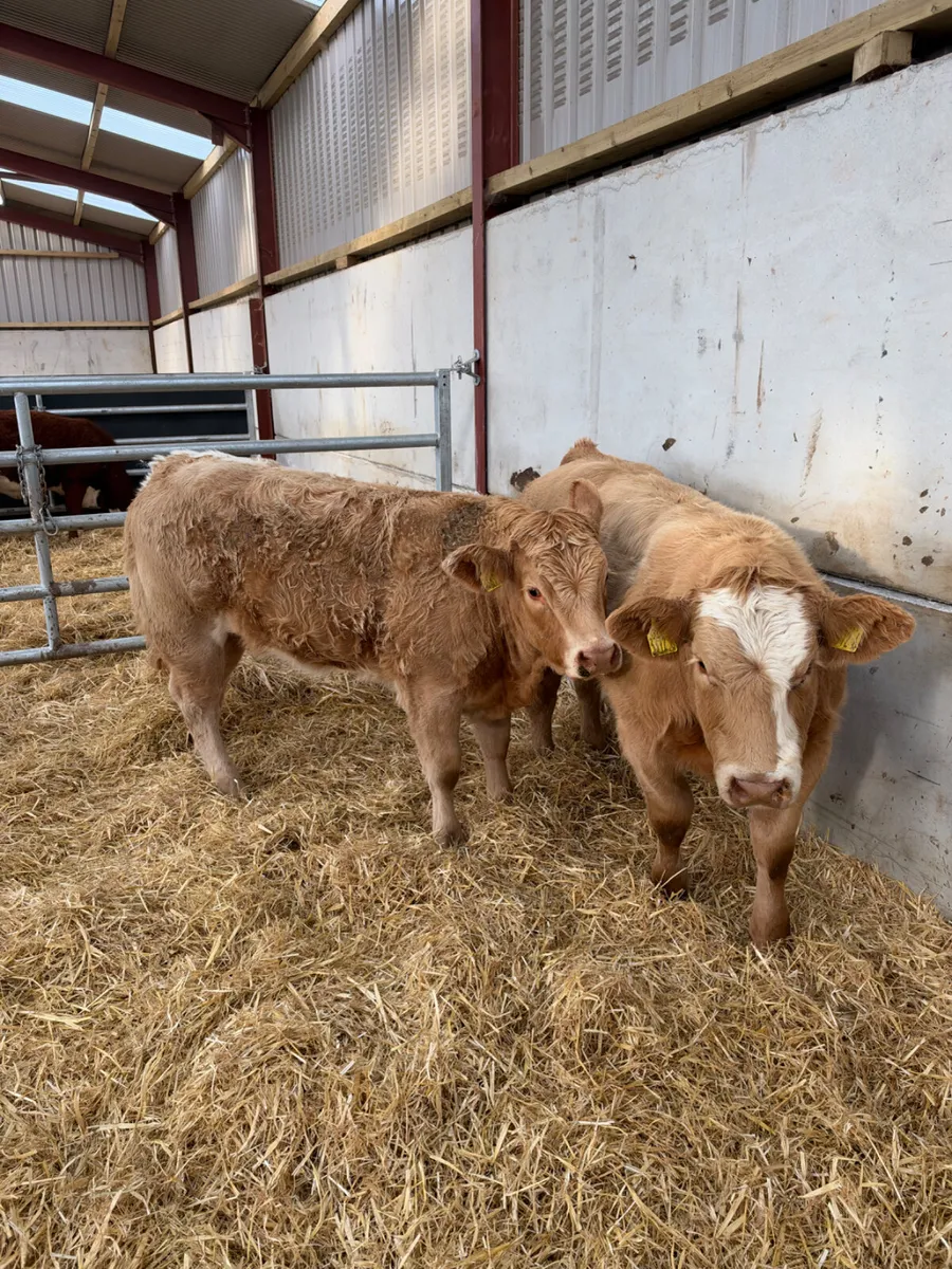 Charolais show heifers - Image 3