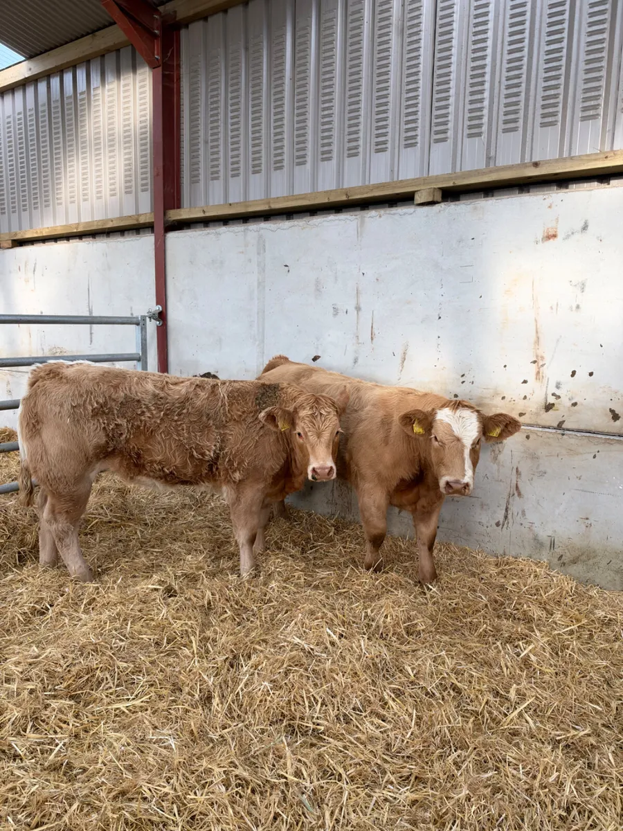 Charolais show heifers - Image 2