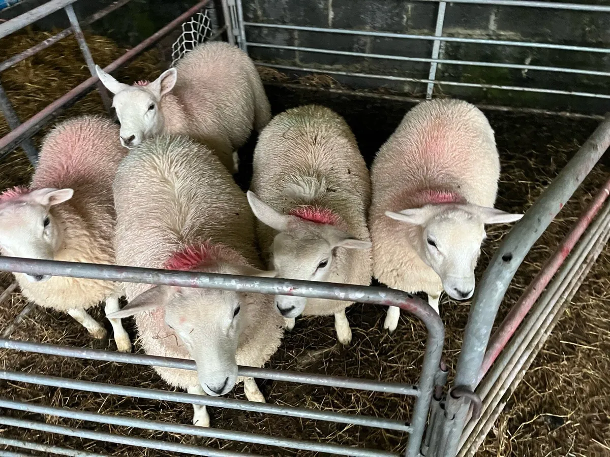 Ewe Lambs for sale - Image 4