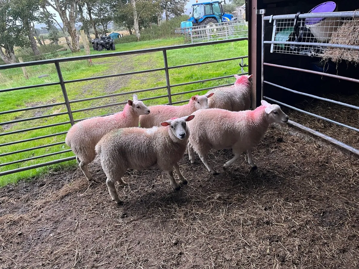 Ewe Lambs for sale - Image 1
