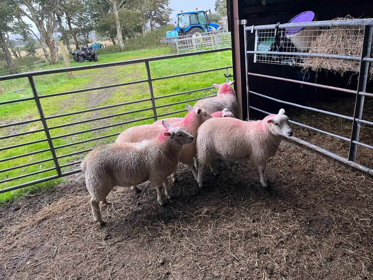 Ewe Lambs for sale - Image 2