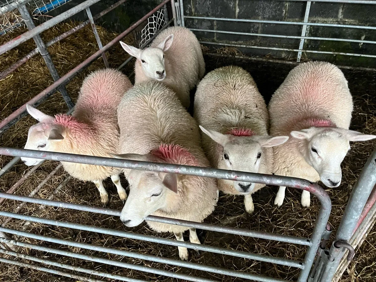 Ewe Lambs for sale - Image 3