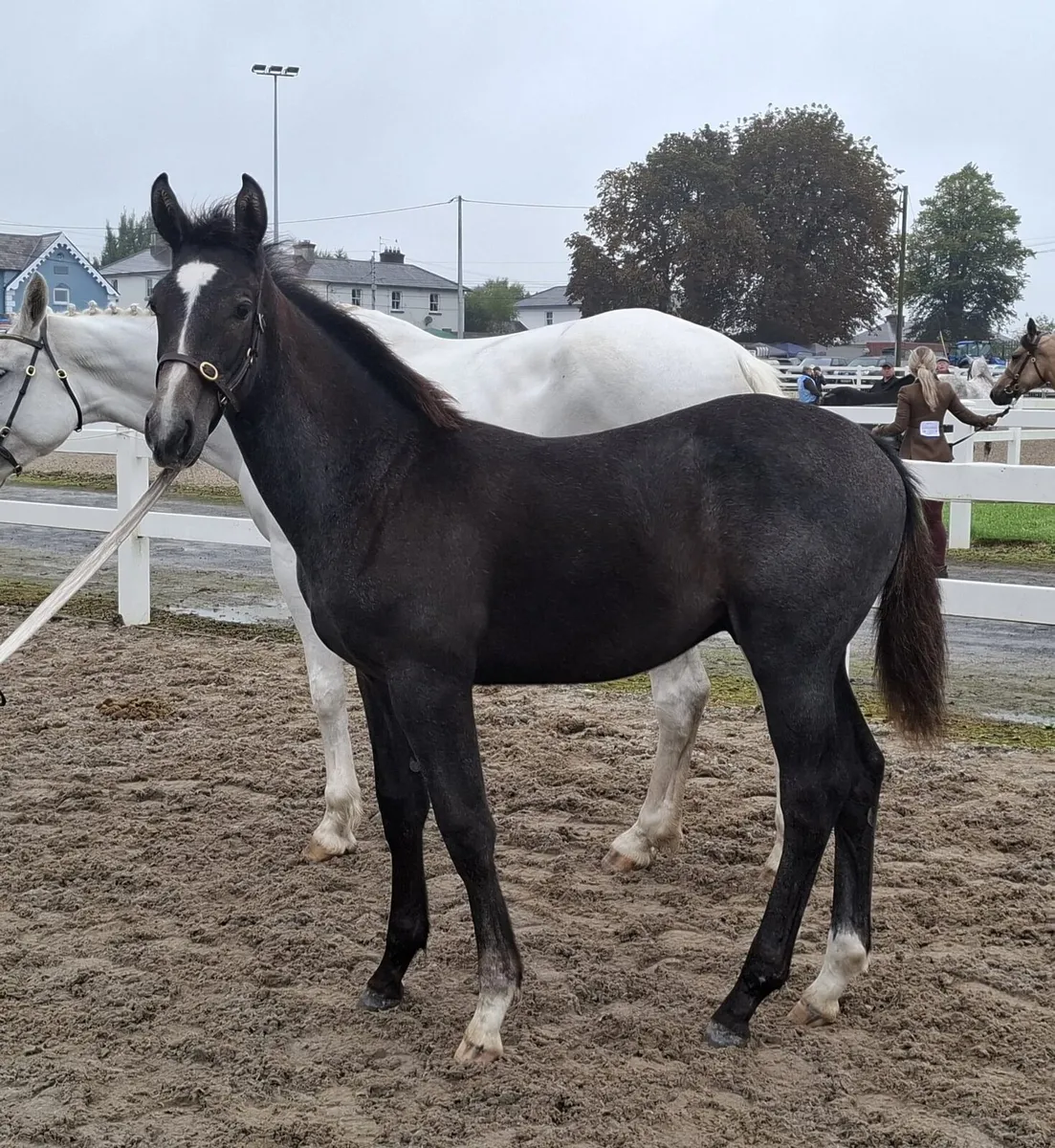 Colt foal - Image 1