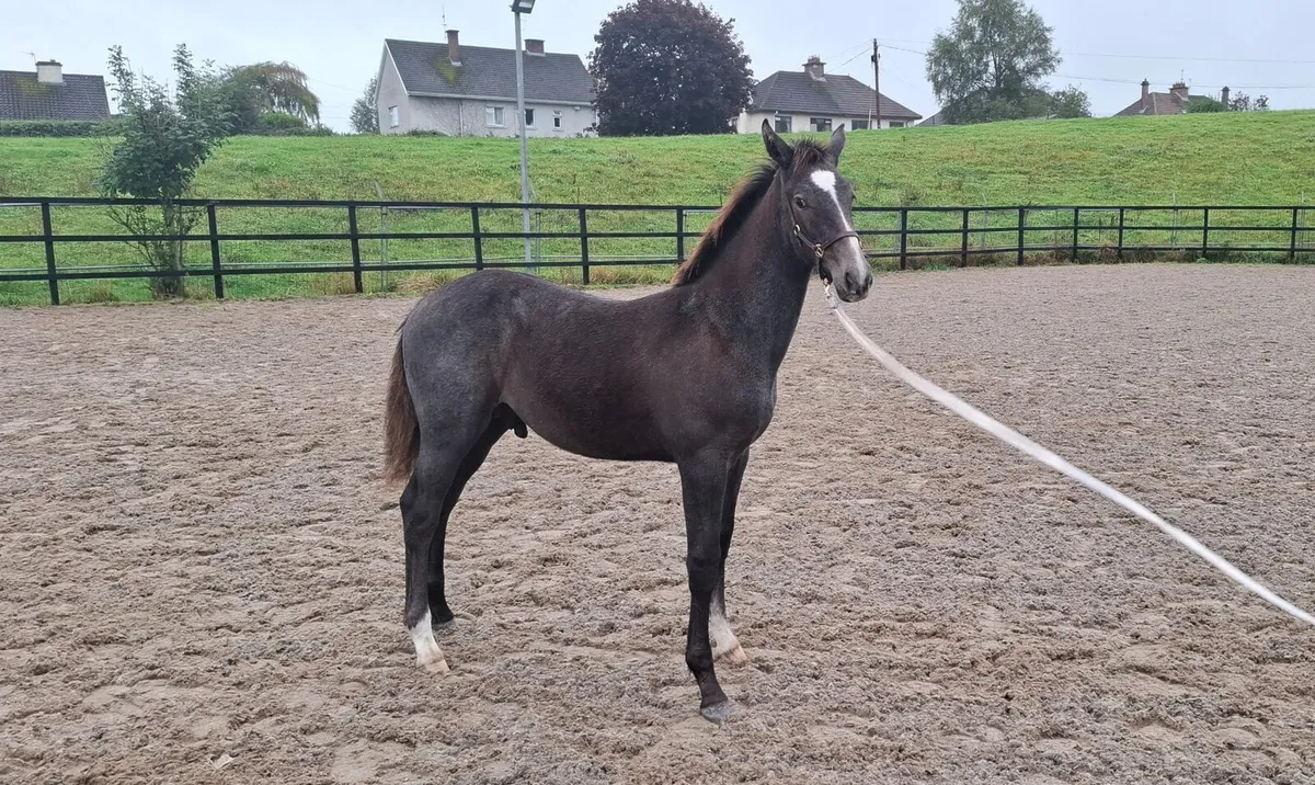 Colt foal - Image 2