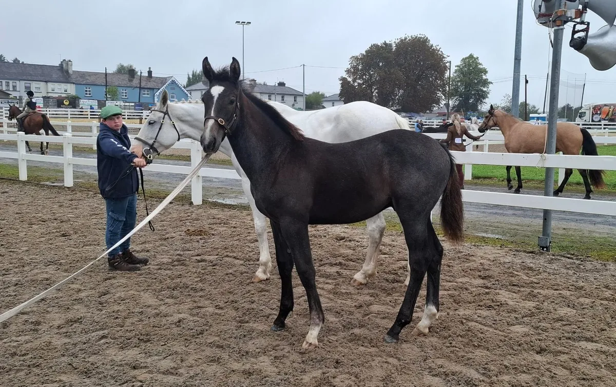 Colt foal - Image 3