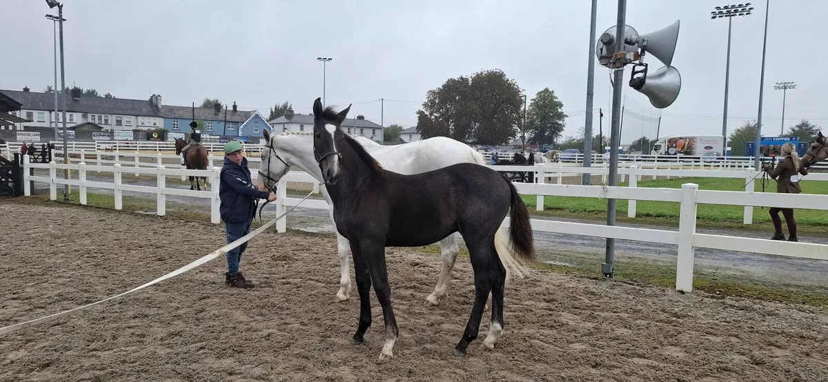 Colt foal - Image 4
