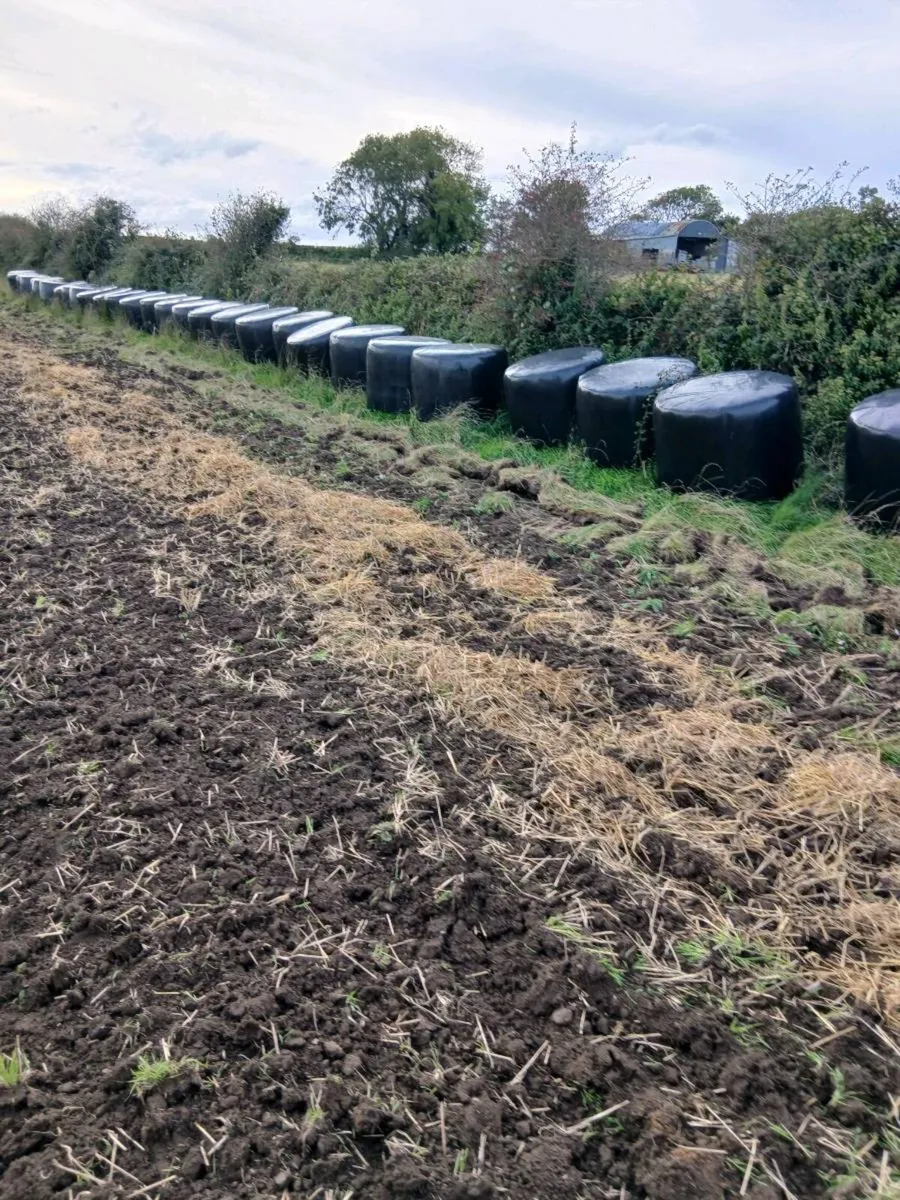 Round bales of silage