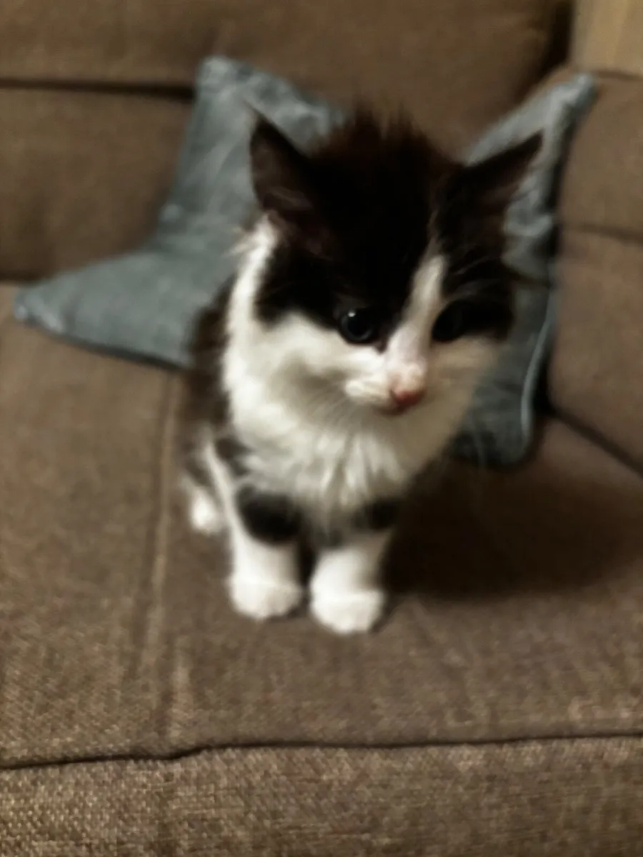 Kitten - Image 1