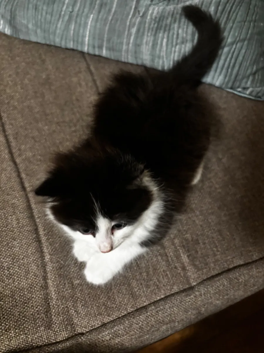 Kitten - Image 2