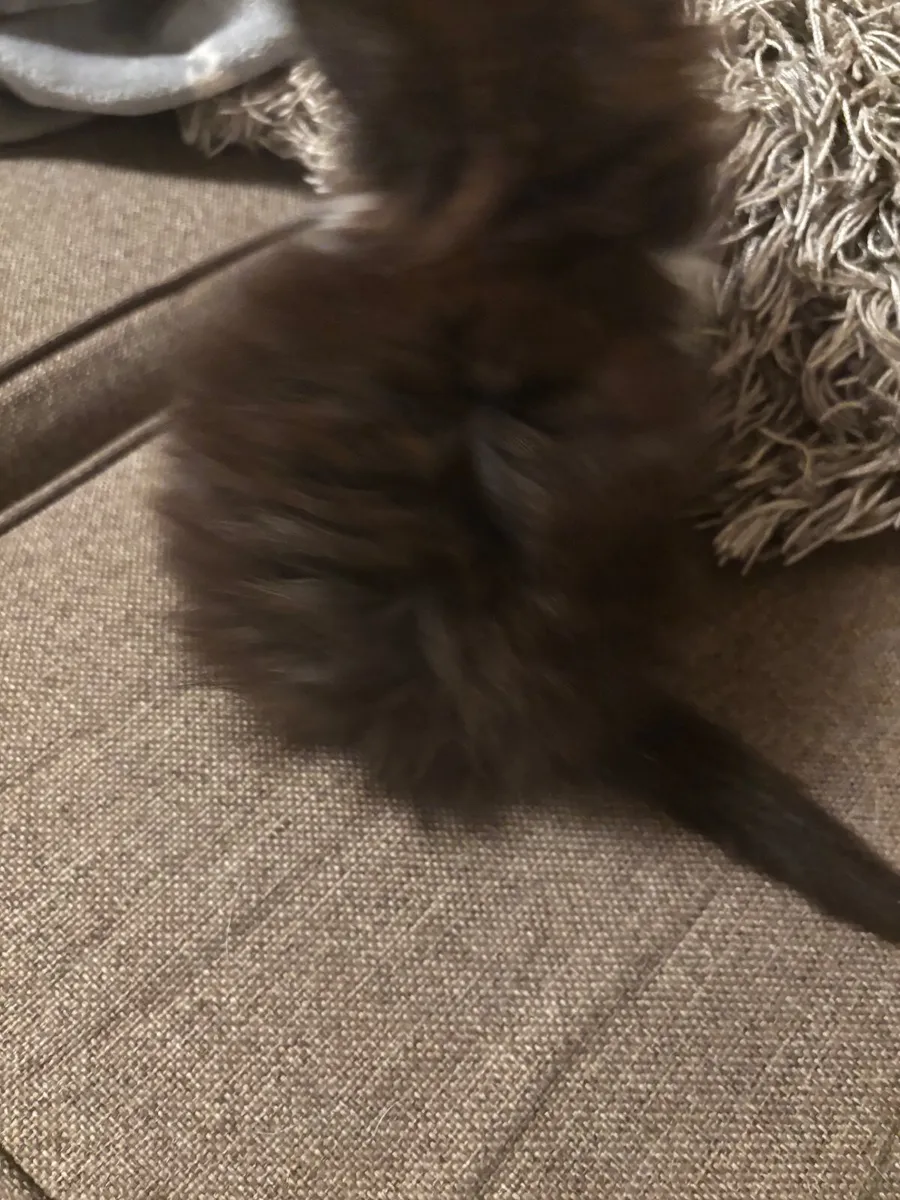 Kitten - Image 3