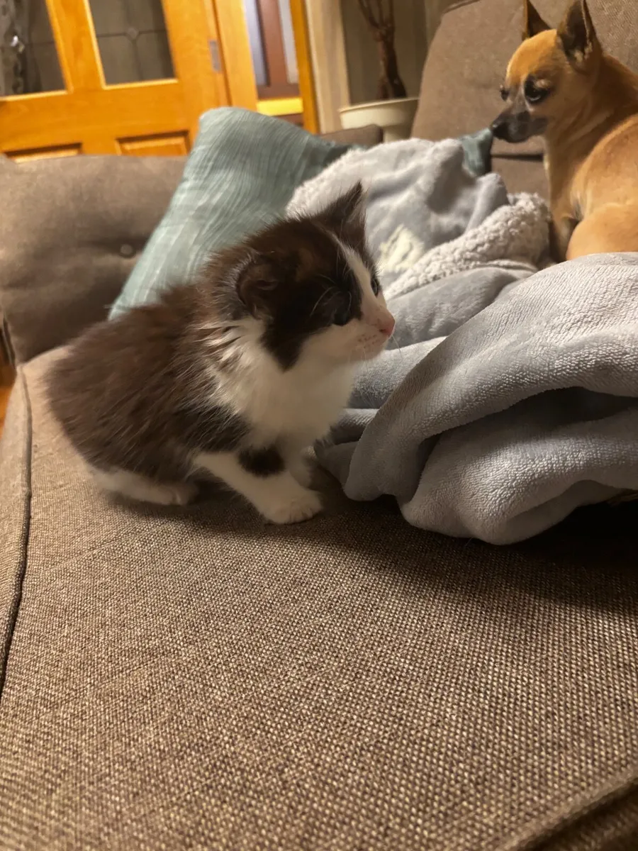 Kitten - Image 4