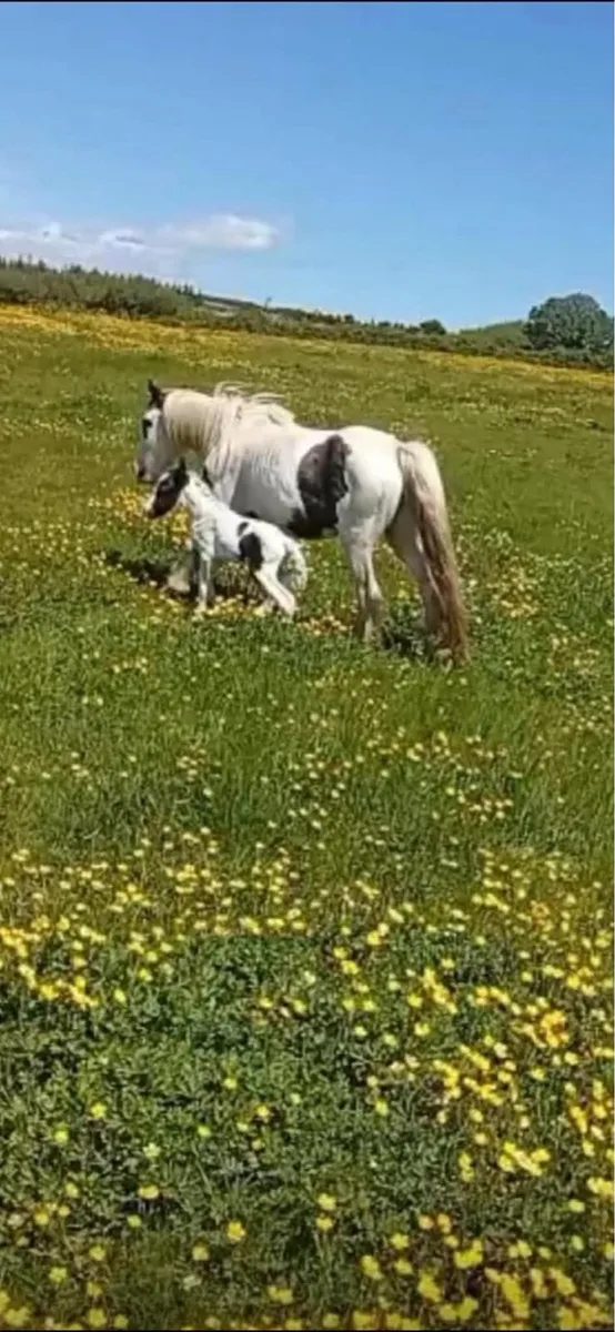 Two lovely mares with two coloured foals - Image 3