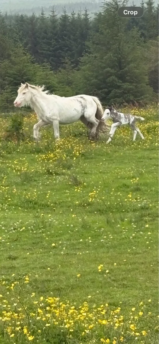 Two lovely mares with two coloured foals - Image 1