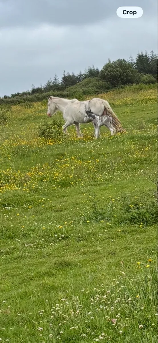Two lovely mares with two coloured foals - Image 4