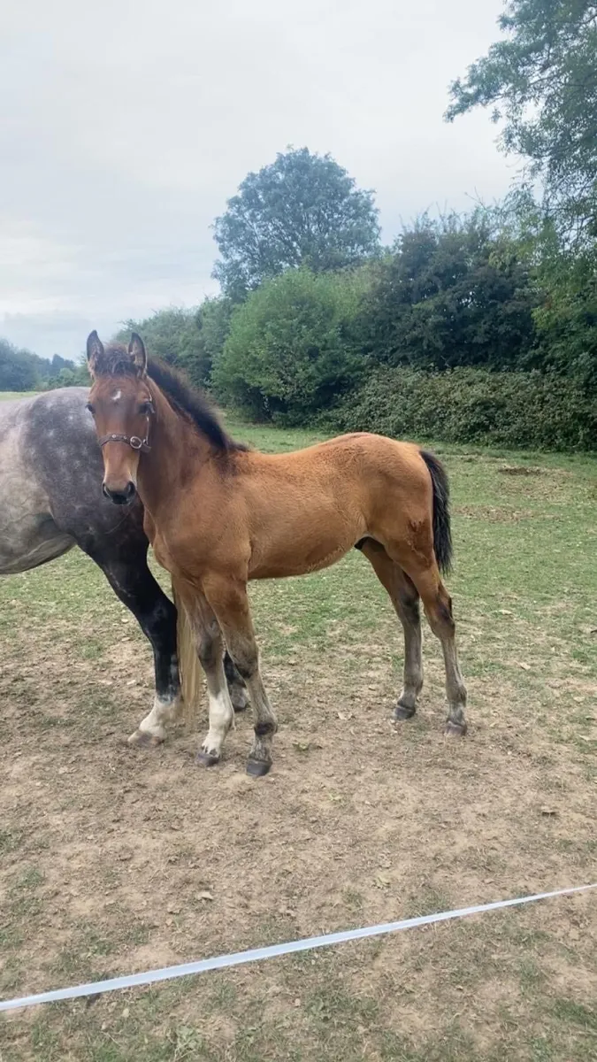 Colt Foal - Image 1