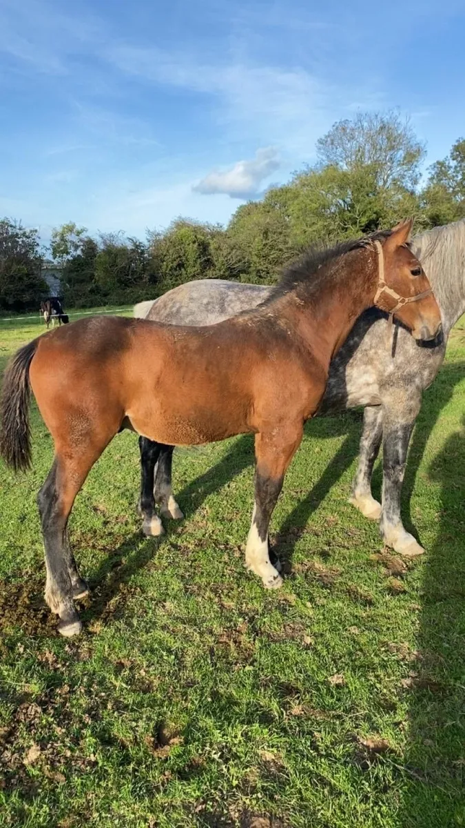 Colt Foal - Image 2
