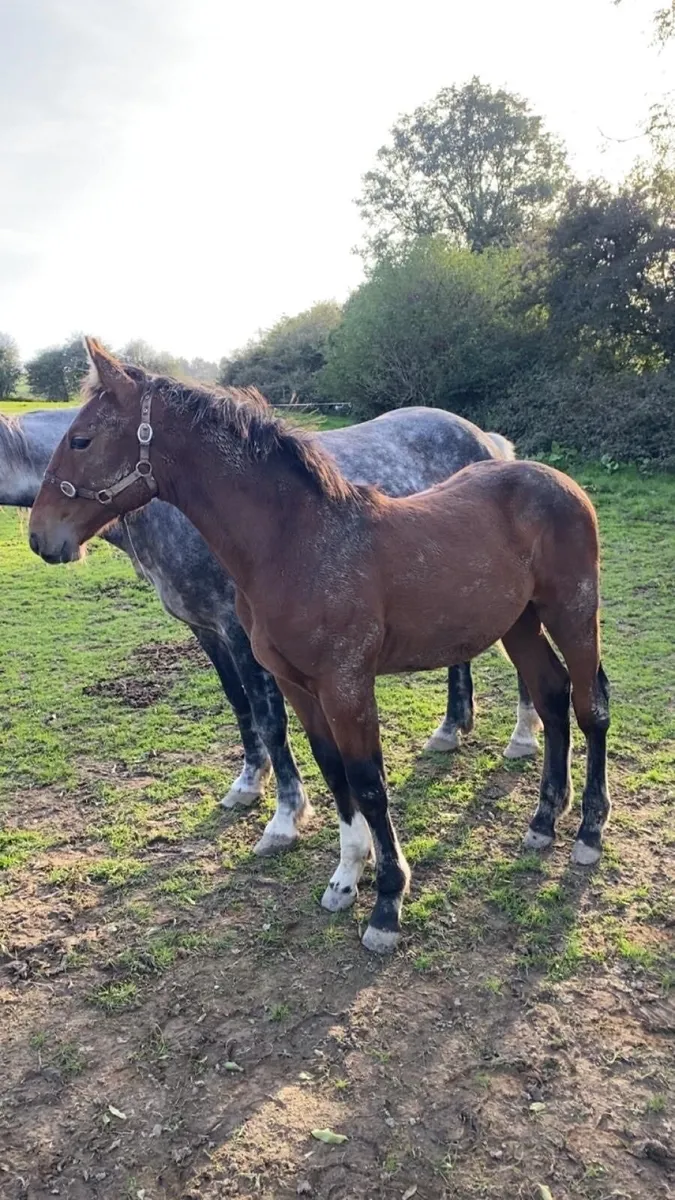 Colt Foal - Image 3
