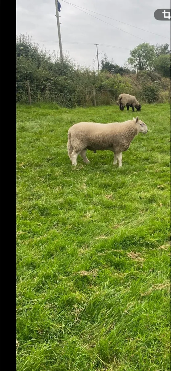 ✨Cheviot ram ✨ - Image 1