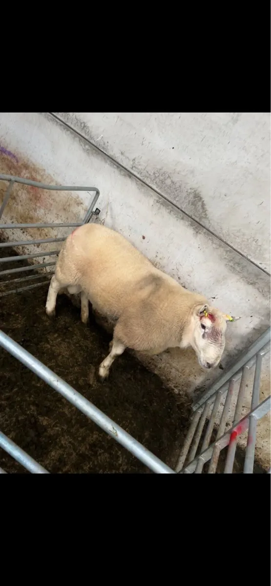 ✨Cheviot ram ✨ - Image 2