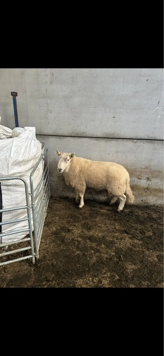 ✨Cheviot ram ✨ - Image 3