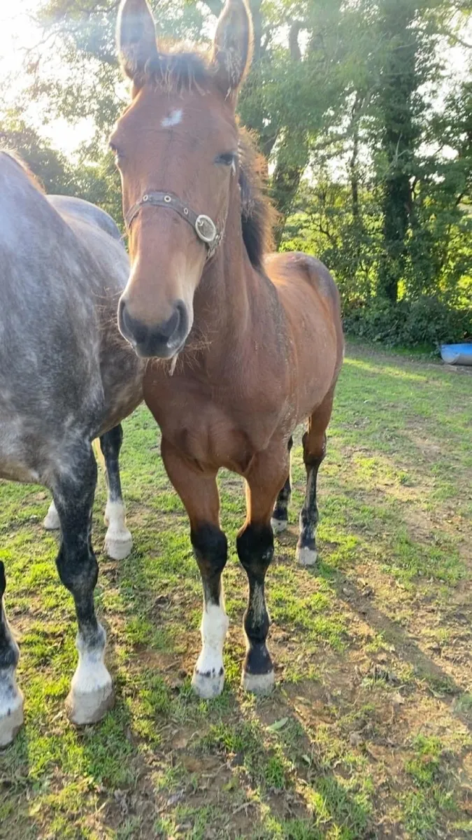 Colt Foal - Image 4