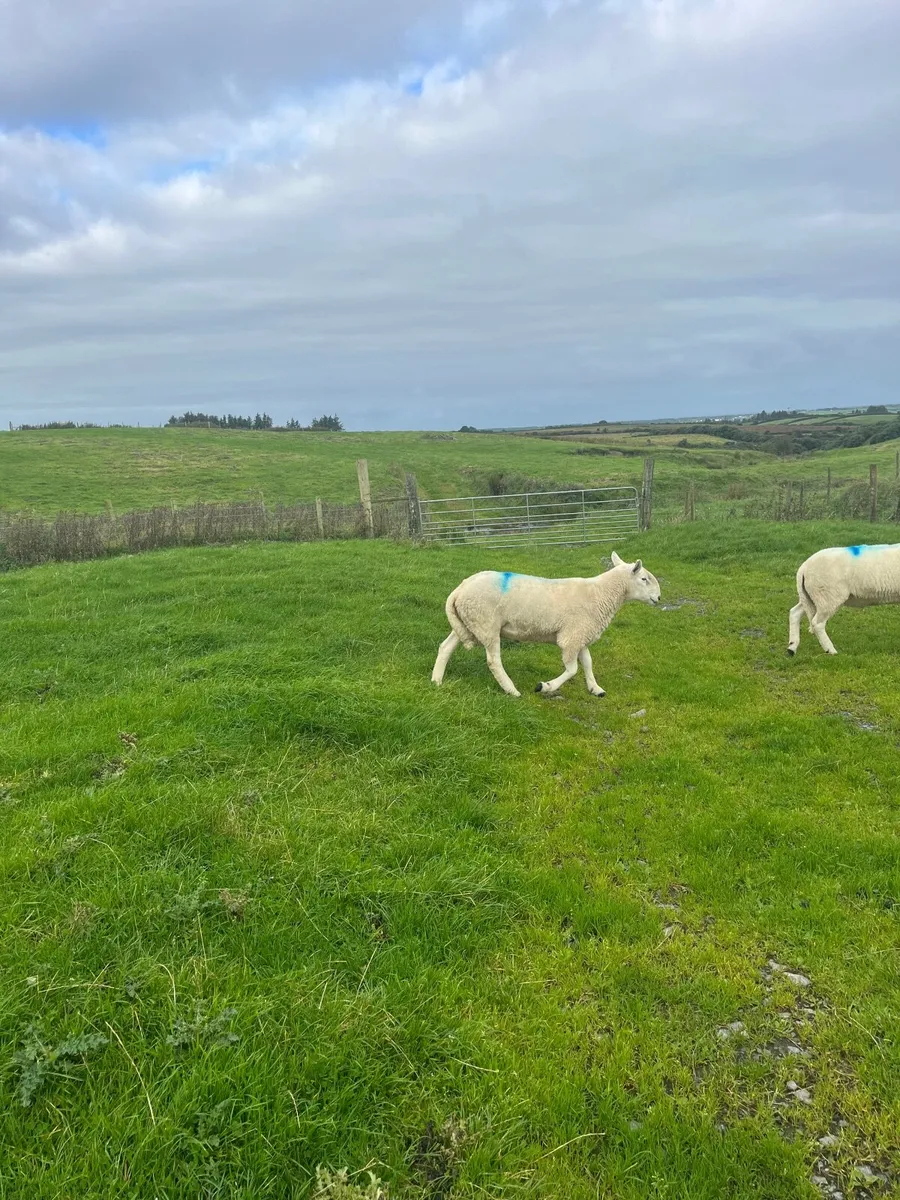 Pure bred Wicklow Cheviot hogget ram  for sale. - Image 1