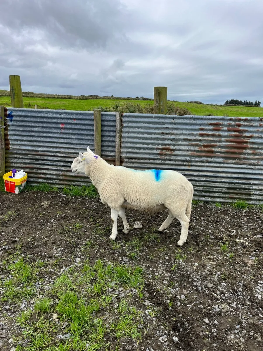 Pure bred Wicklow Cheviot hogget ram  for sale. - Image 2