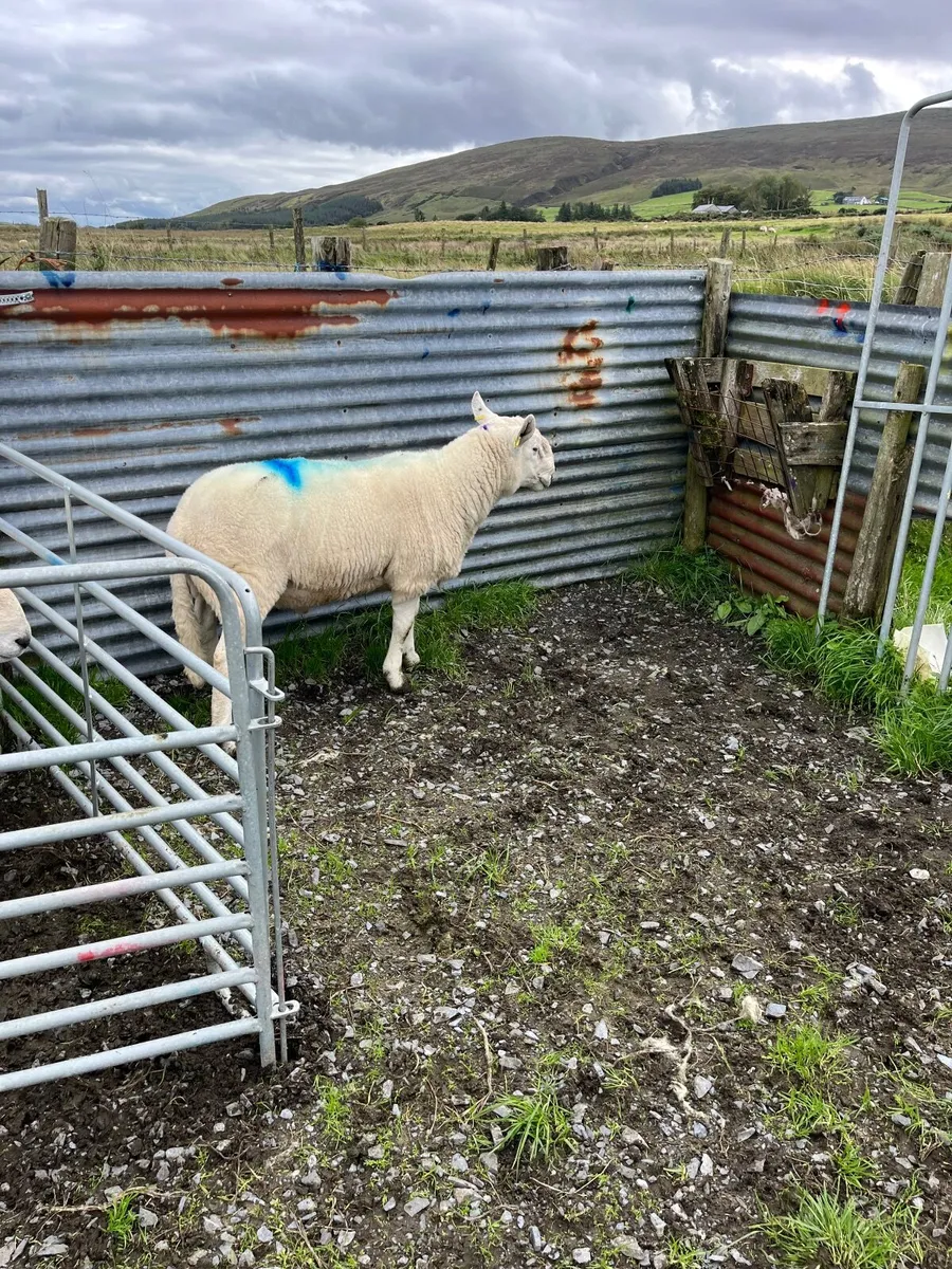Pure bred Wicklow Cheviot hogget ram  for sale. - Image 3