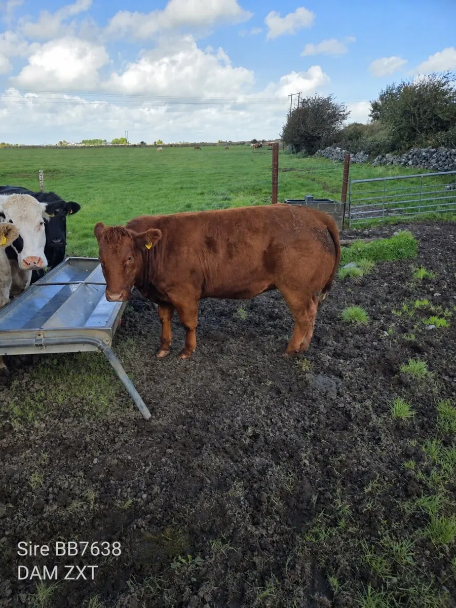 Breeding Heifers Athenry mart 6-10-26 - Image 1