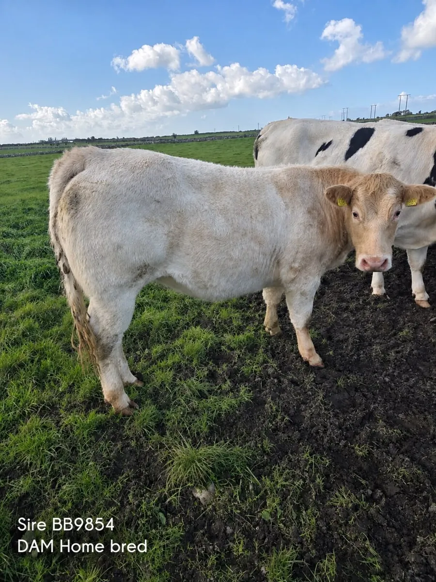 Breeding Heifers Athenry mart 6-10-26 - Image 2