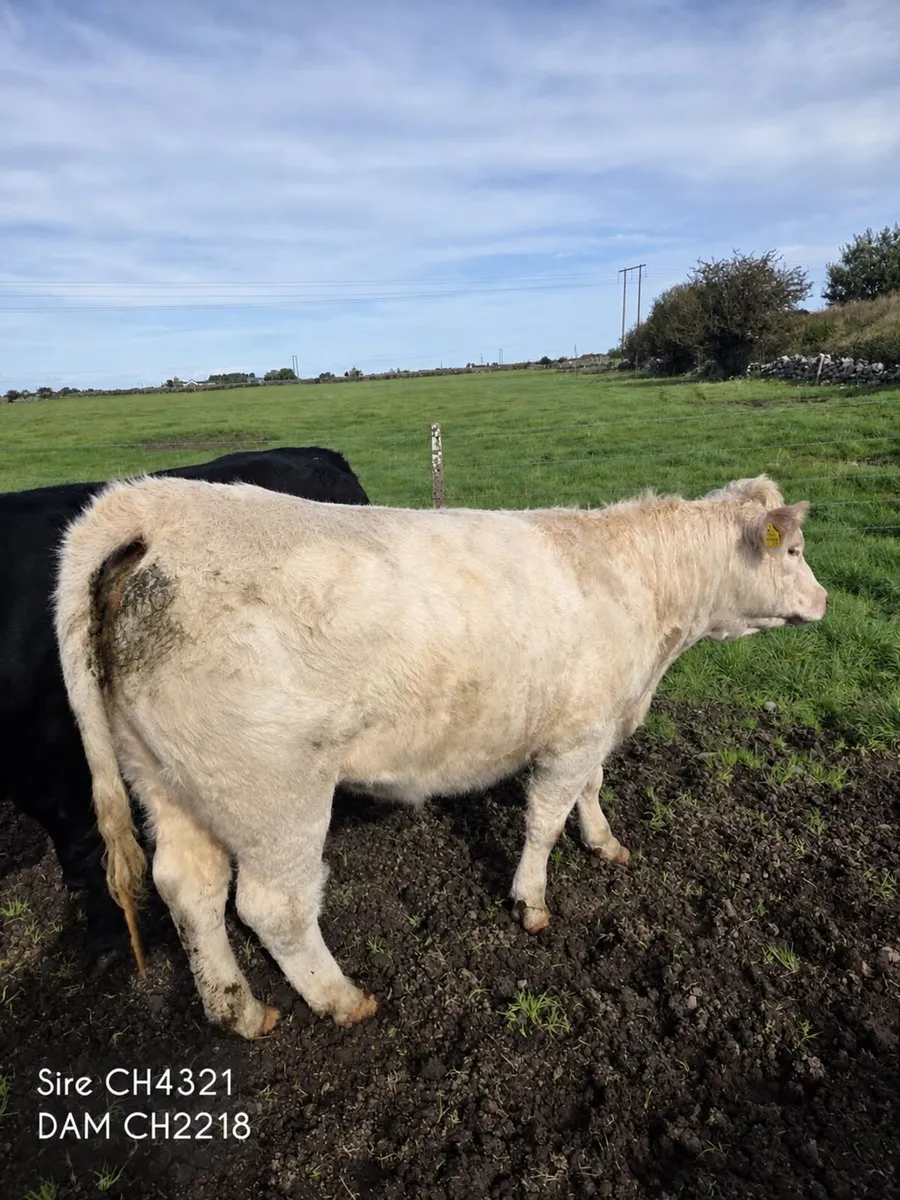 Breeding Heifers Athenry mart 6-10-26 - Image 3