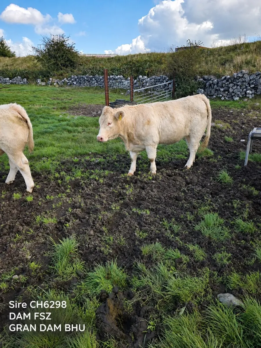Breeding Heifers Athenry mart 6-10-26 - Image 4
