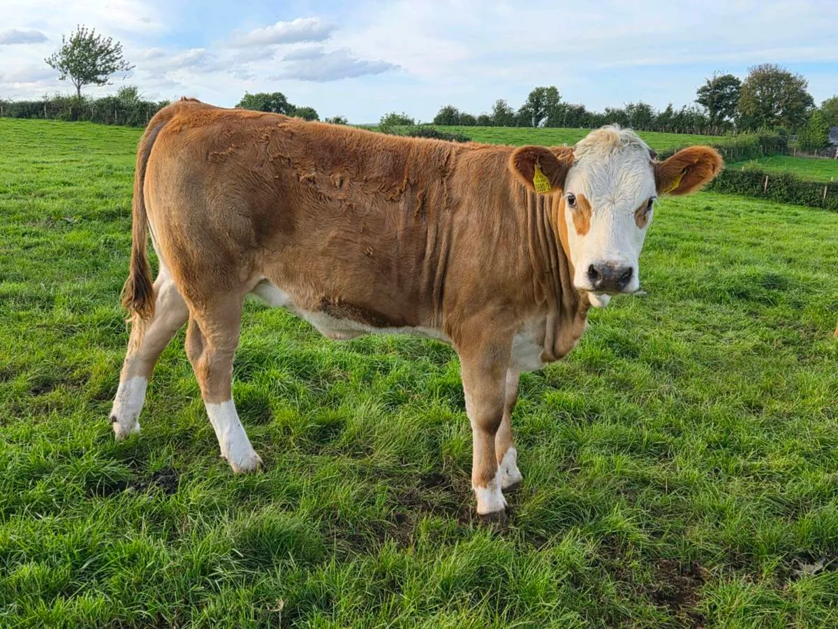 3 sim heifers - Image 2