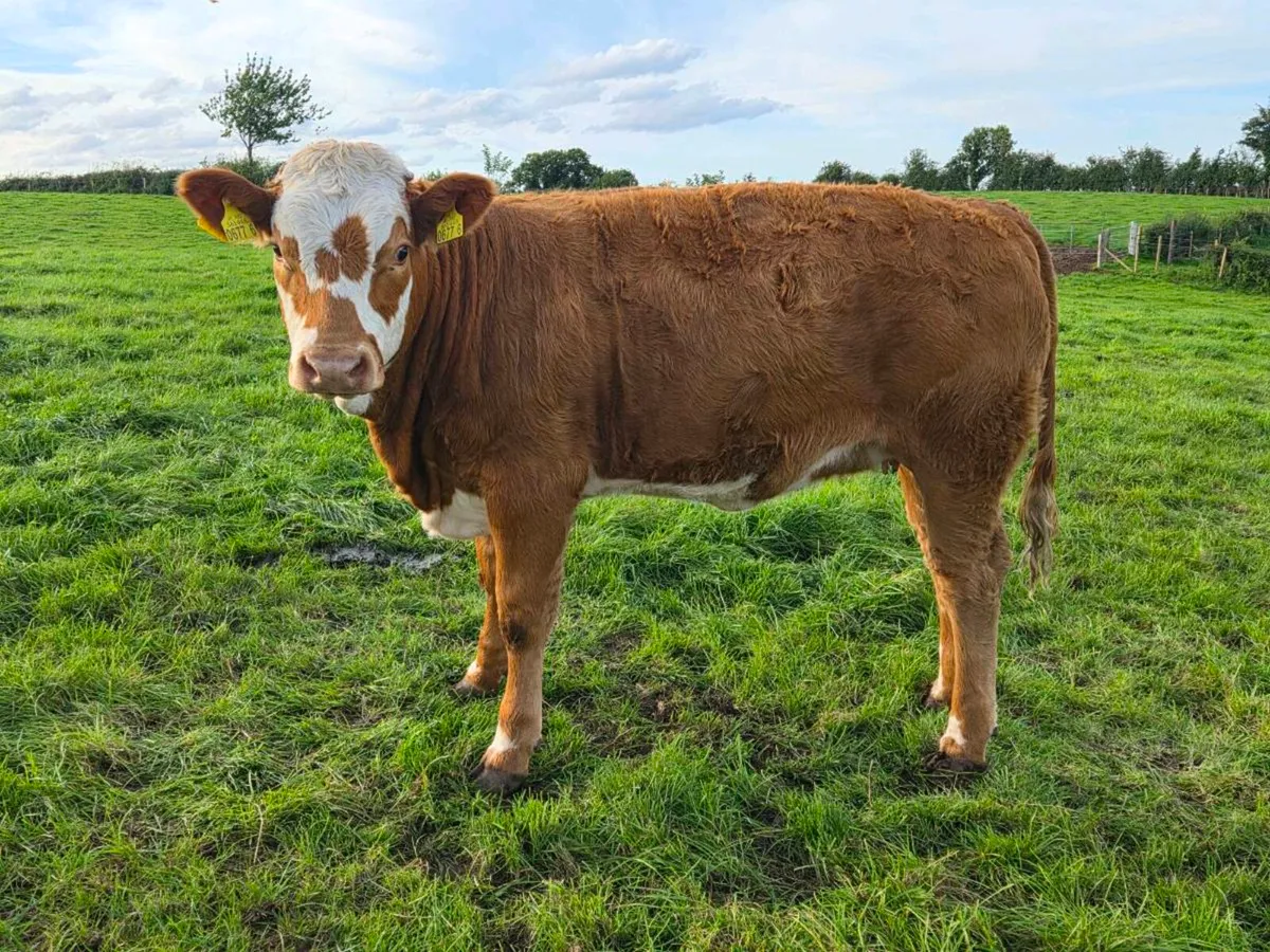 3 sim heifers - Image 3