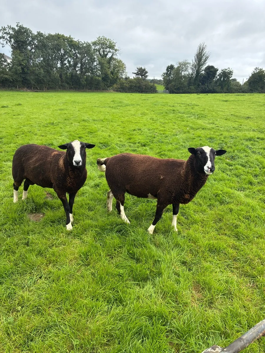 Zwartble - Image 1