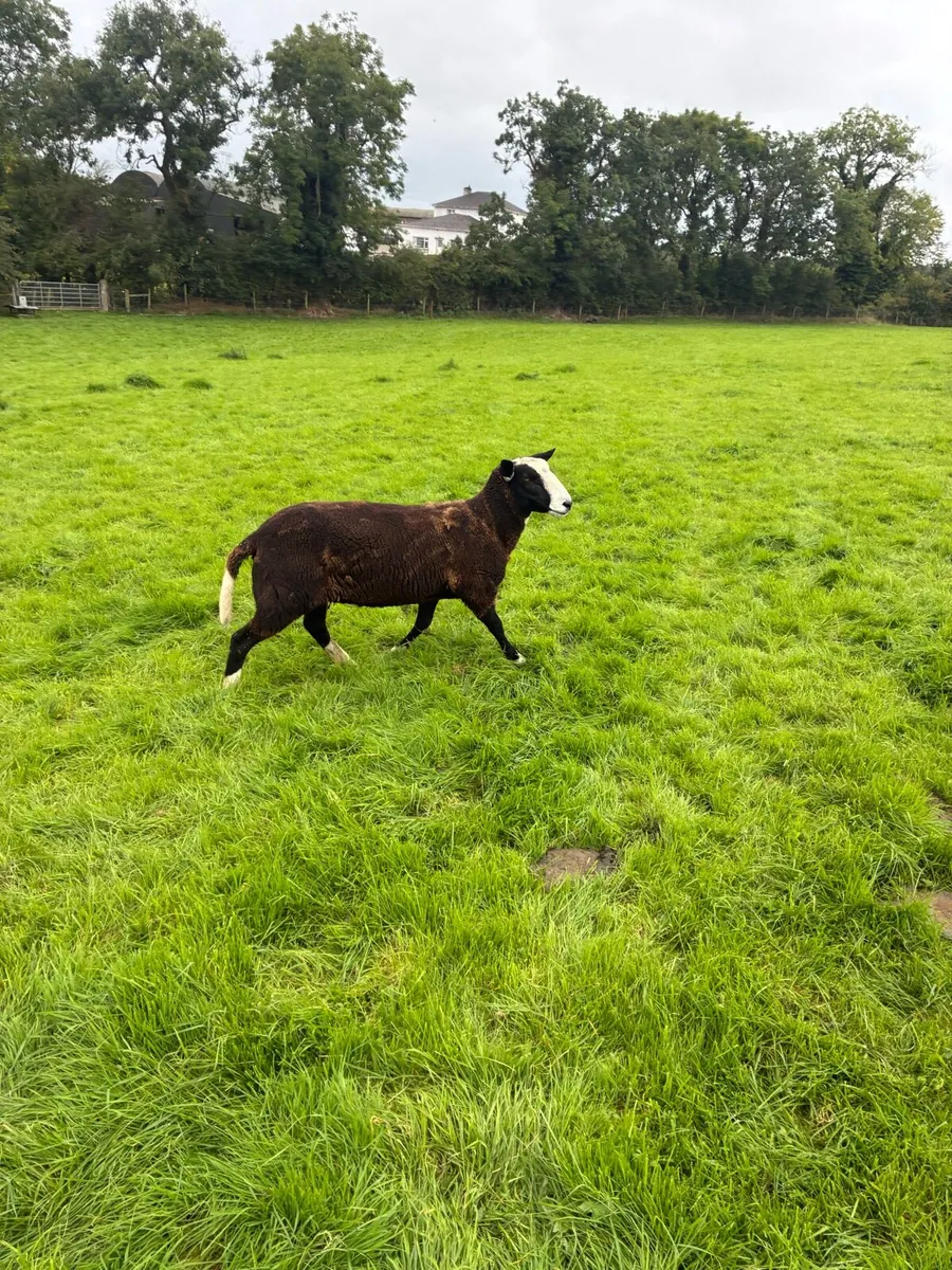 Zwartble - Image 2
