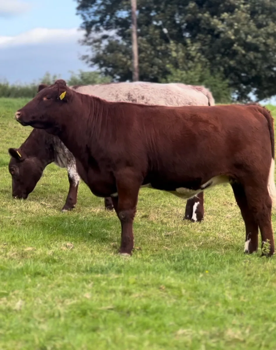 Shorthorn Heifers - Image 2