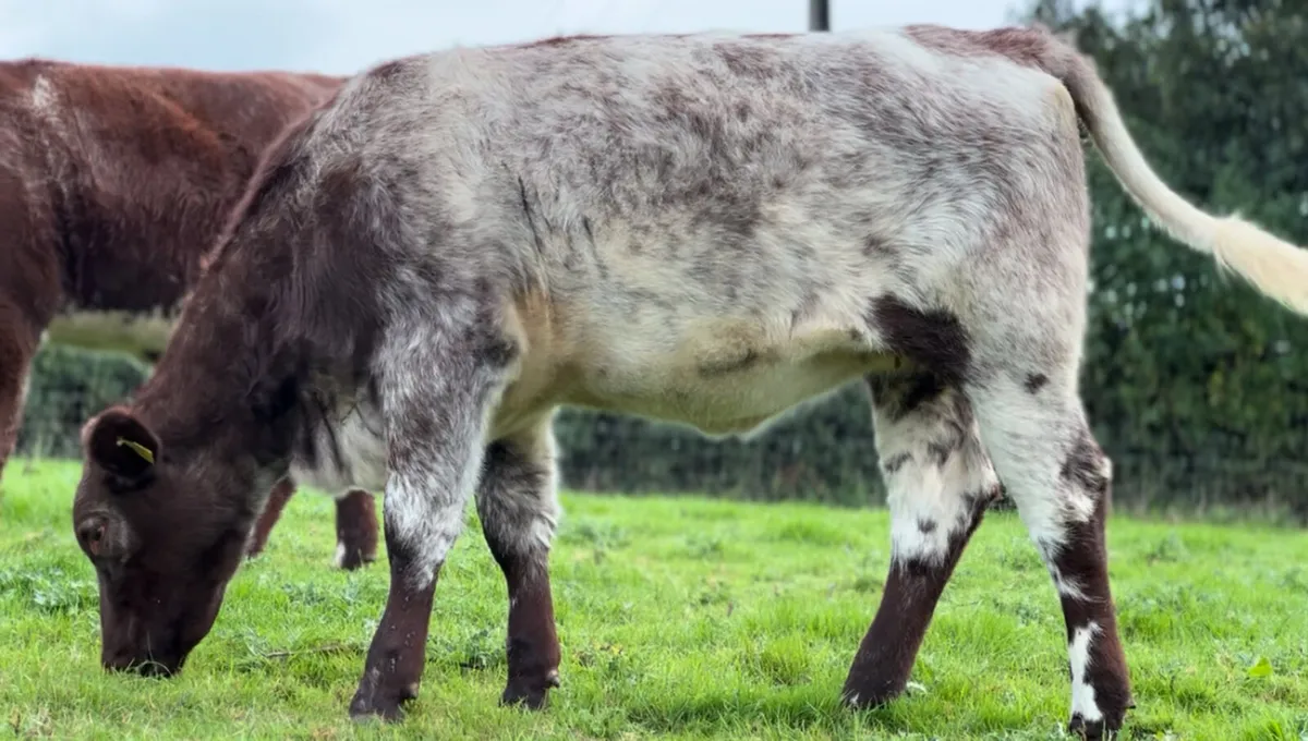 Shorthorn Heifers - Image 1
