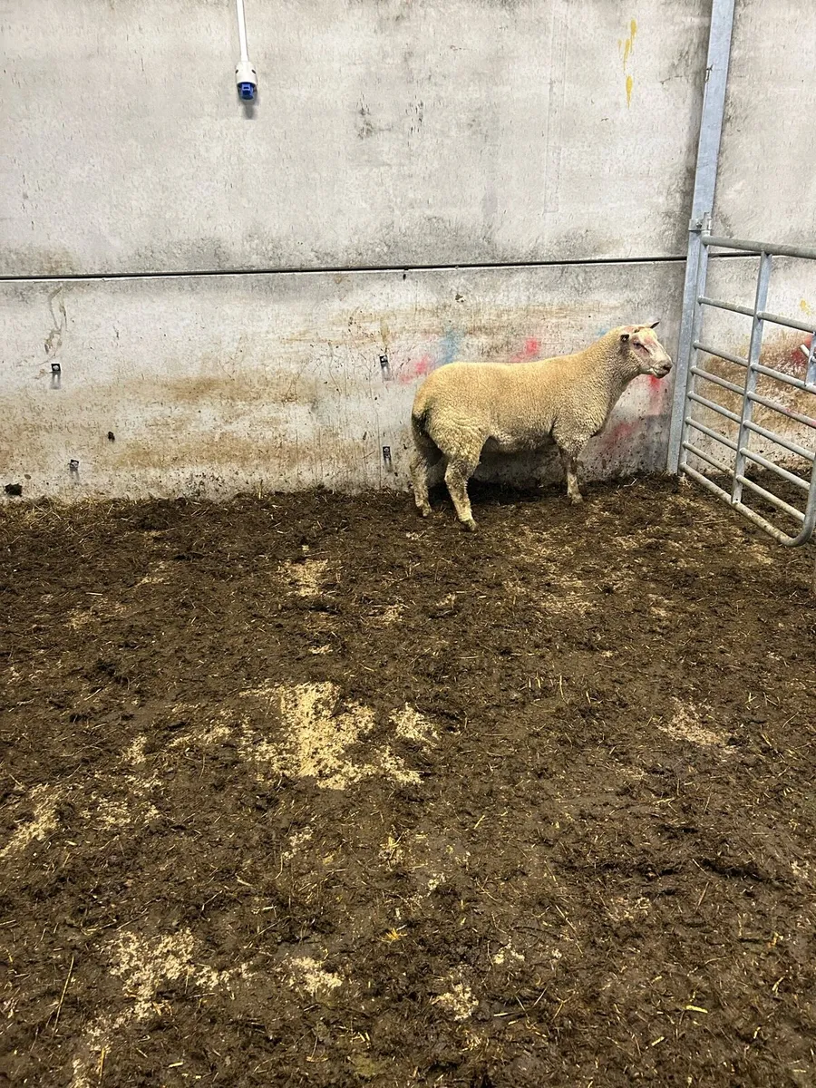 Charolais hogget - Image 1