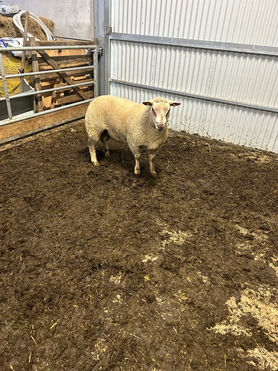 Charolais hogget - Image 2