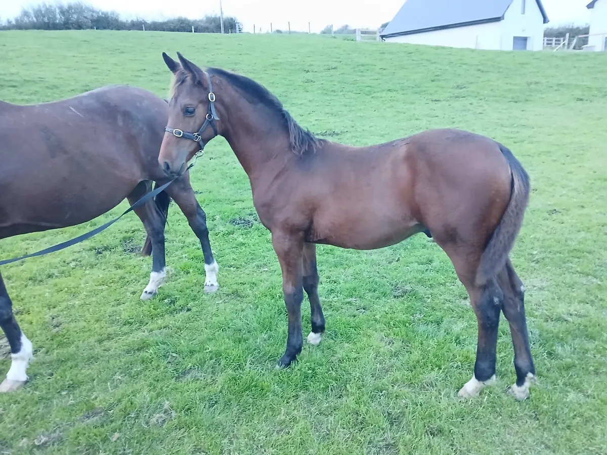 colt foal by UNITED SPIRIT VD WATERMOLEN - Image 2