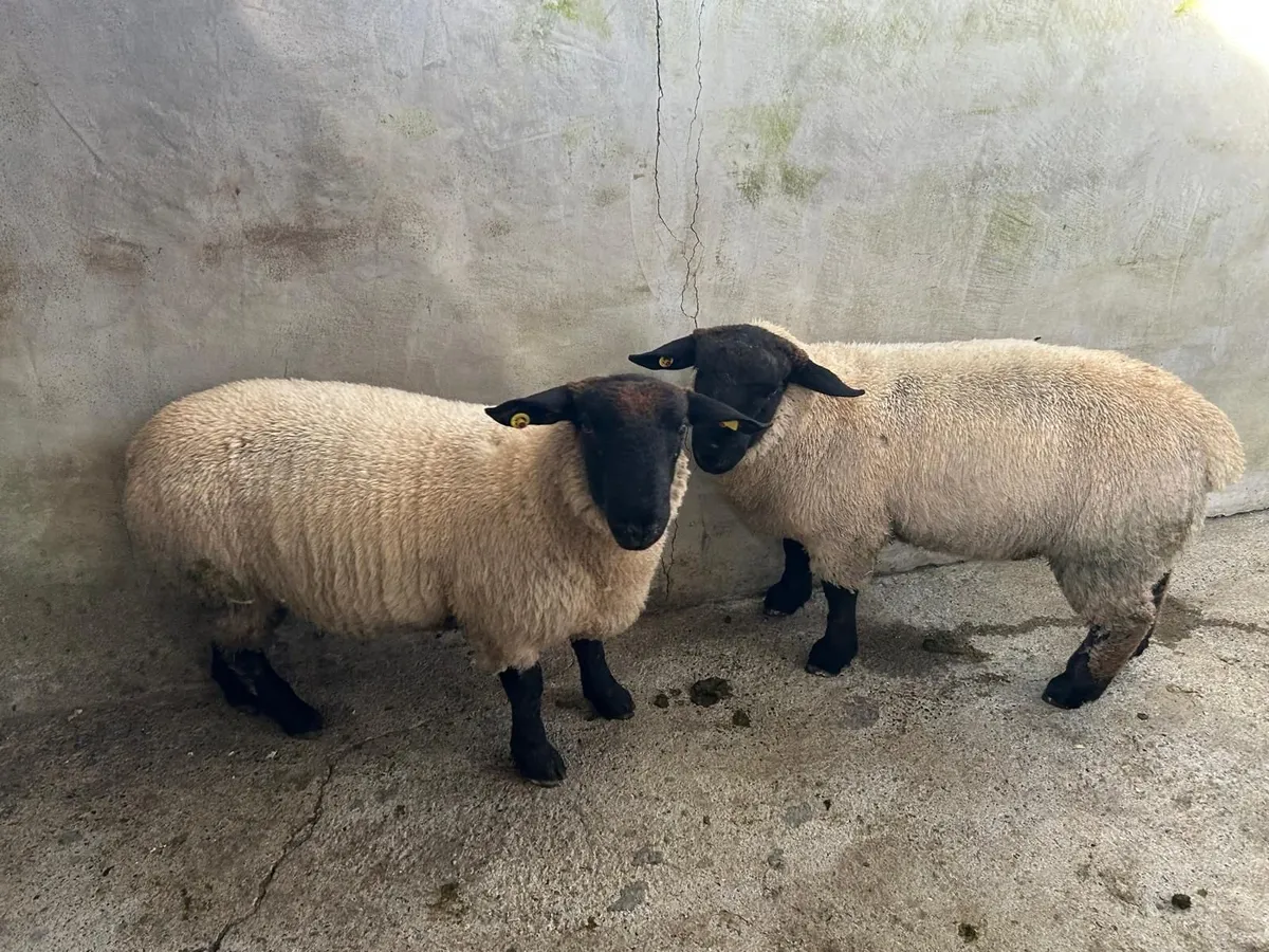Pure Bred Suffolk Ram Lambs - Image 2