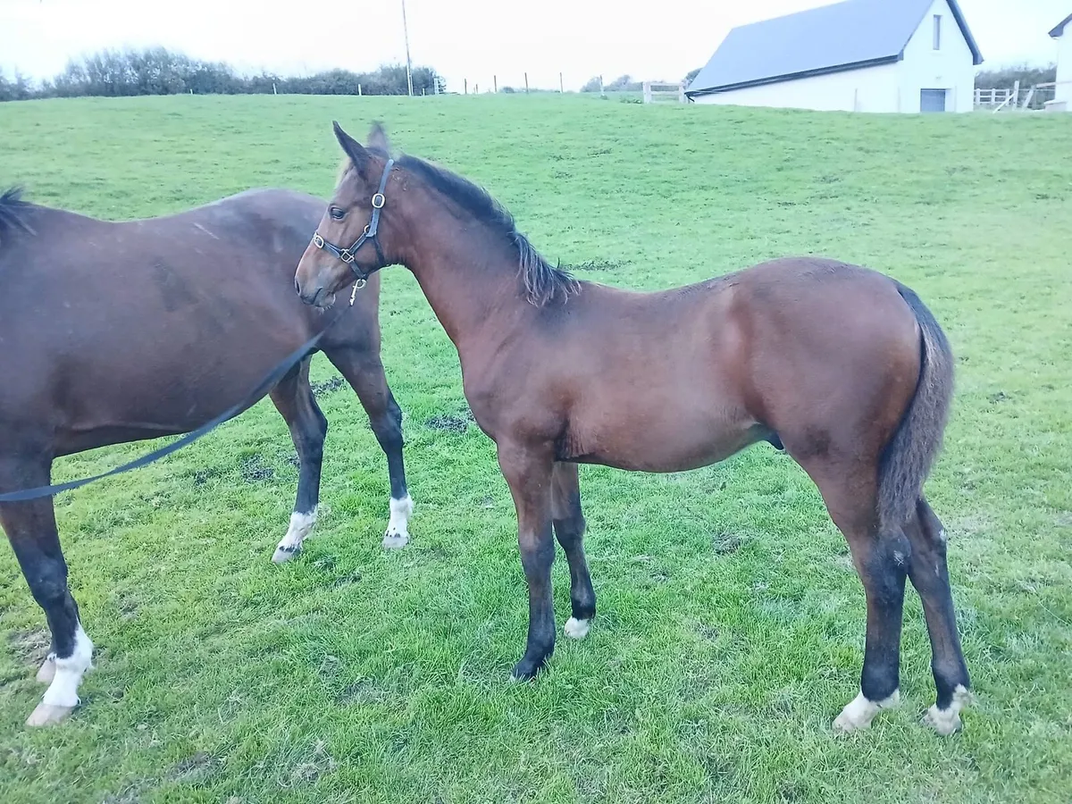 colt foal by UNITED SPIRIT VD WATERMOLEN - Image 4