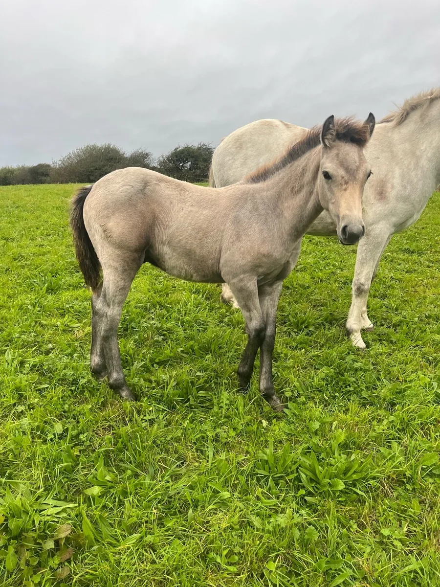 Dun Colt Foal - Image 2