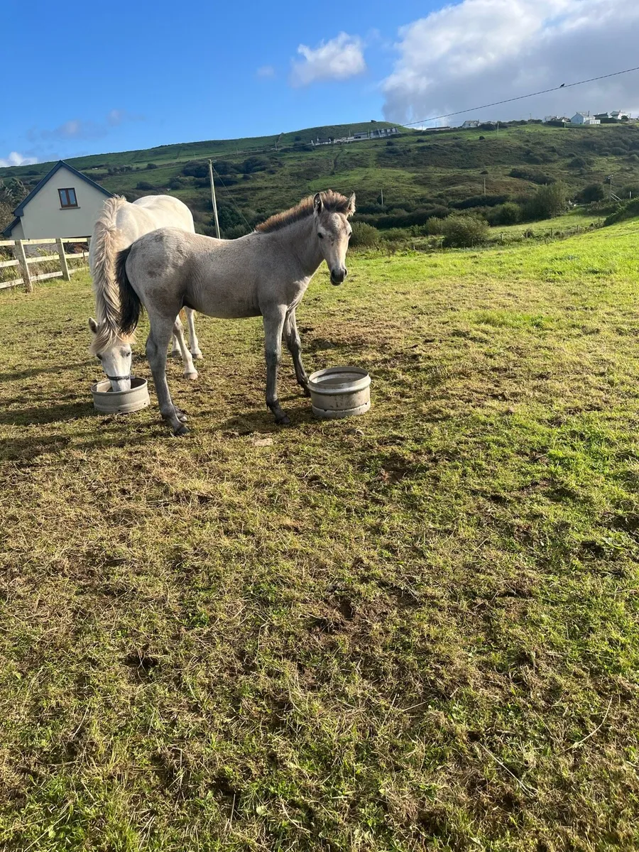 Dun Colt Foal - Image 3