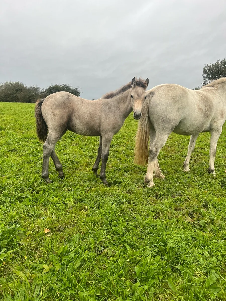 Dun Colt Foal - Image 1