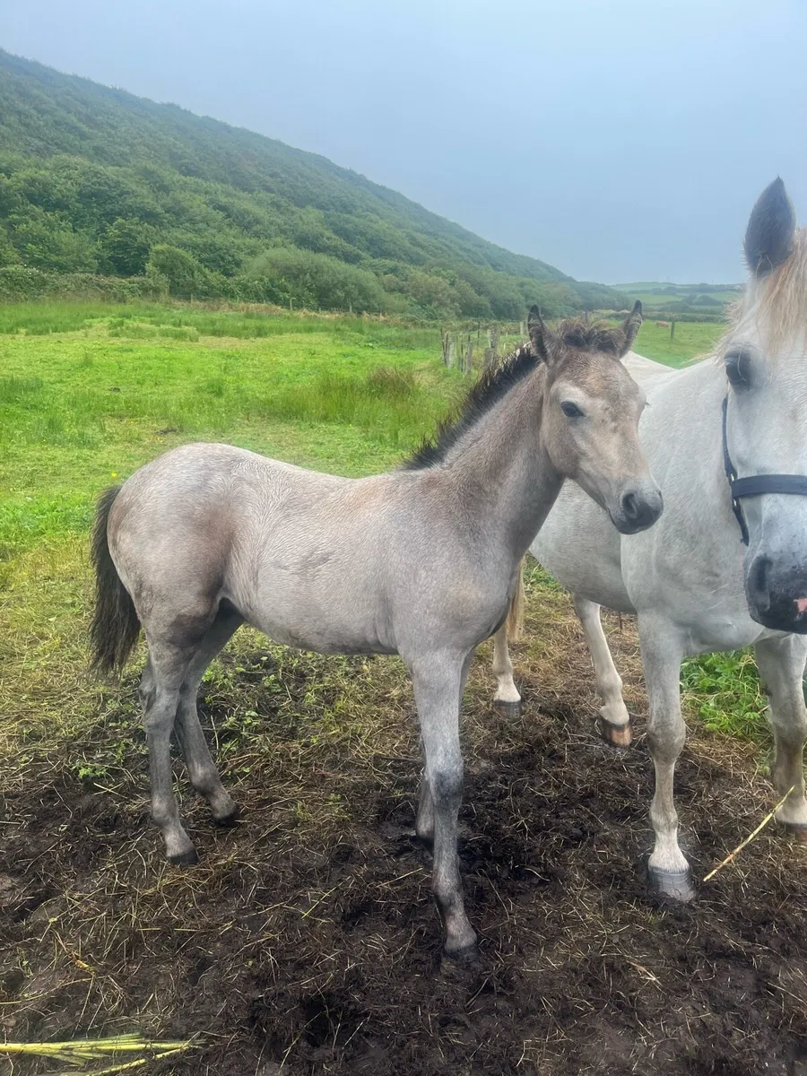 Dun Colt Foal - Image 4